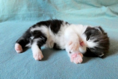 Figaro_02W (2)