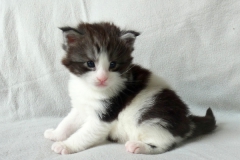Figaro_03W (1)