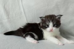 Figaro_03W (2)