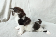 Figaro_03W (3)
