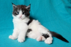 Figaro_04W (1)