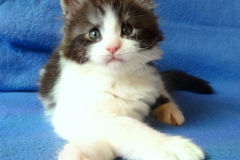 Figaro_05W (1)