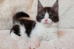 Figaro_08W (2)