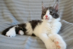 Figaro_09W (2)