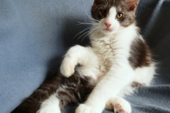 Figaro_11W (1)