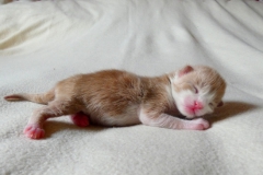 Finnick_00W (2)