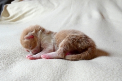 Finnick_00W (3)