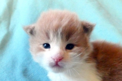 Finnick_02W (1)