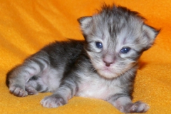 Hedwig_02W-2