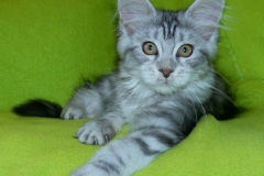 Hedwig_13W-1