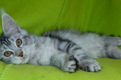 Hedwig_13W-3