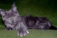 Hellcat_11W-1
